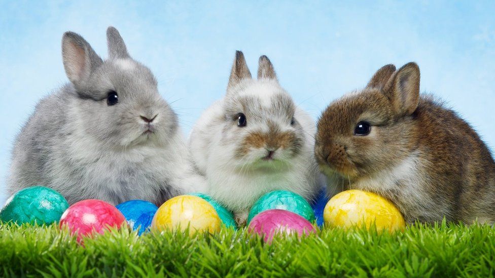 A picture of 3 bunnies sitting together amongst easter eggs.